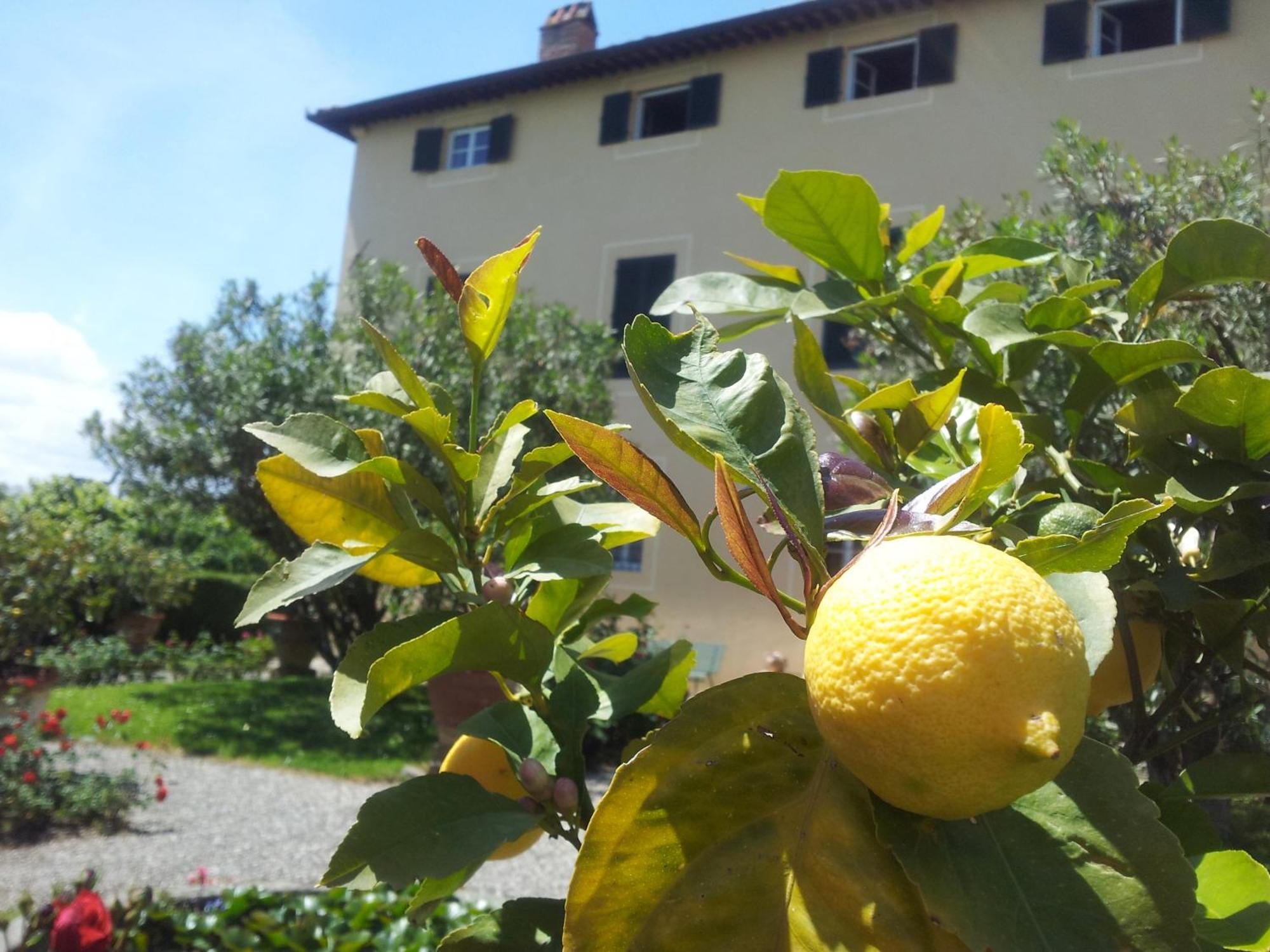 Fattoria Gambaro Di Petrognano Vila Collodi Exterior foto