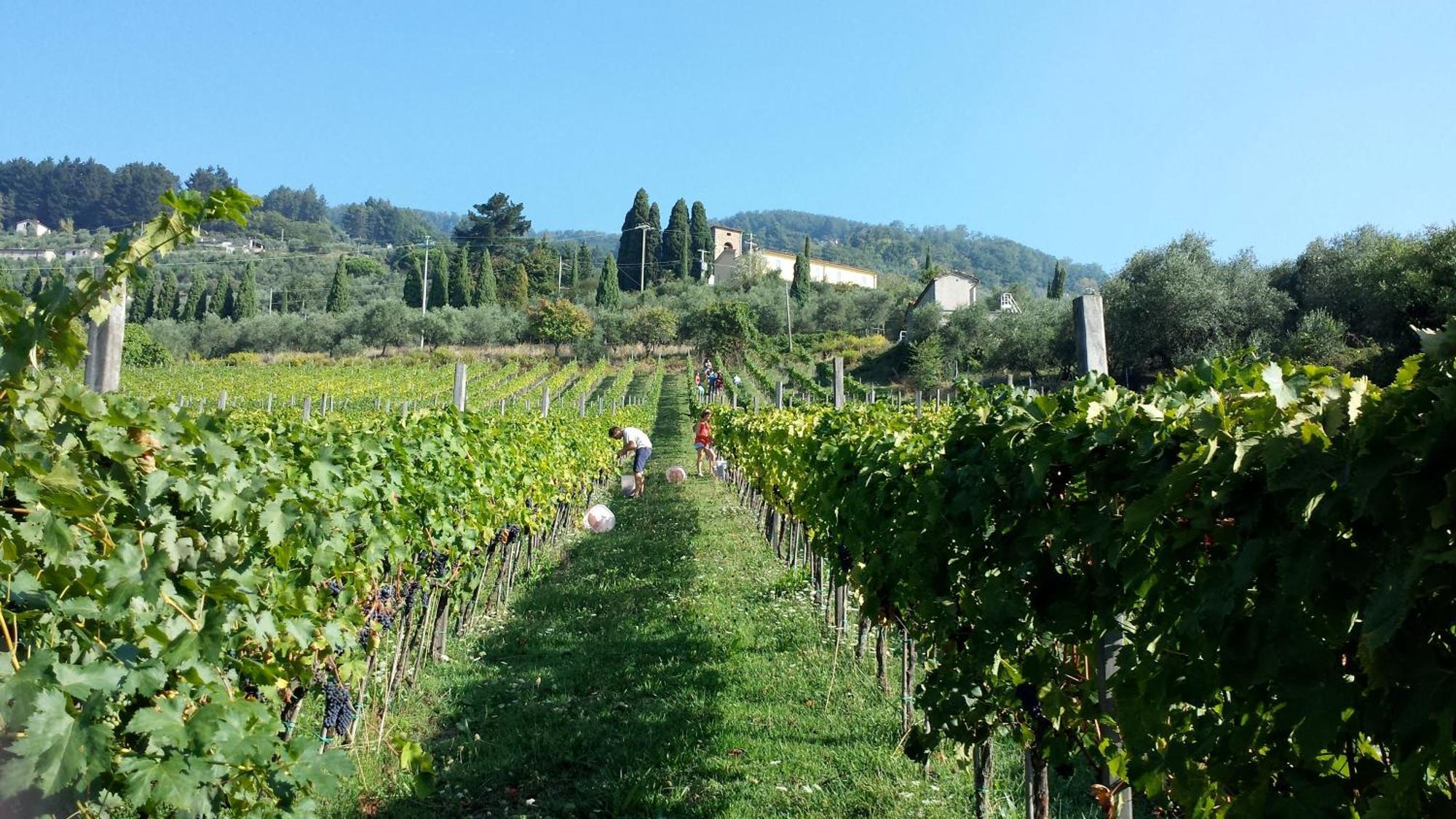 Fattoria Gambaro Di Petrognano Vila Collodi Exterior foto